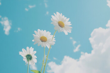Beautiful flowers close-up