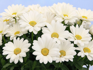 Obraz premium Beautiful flowers close-up