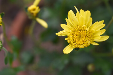 Fototapeta premium Beautiful Bright Yellow chrysanthemum flowers closeup in the winter garden, Close-up of Chrysanthemum flower, Field of the Bright Yellow Chrysanthemum, Beautiful Yellow flower blooming in nature.