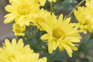 Fototapeta premium Beautiful Bright Yellow chrysanthemum flowers closeup in the winter garden, Close-up of Chrysanthemum flower, Field of the Bright Yellow Chrysanthemum, Beautiful Yellow flower blooming in nature.