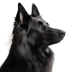 Majestic Black Longhaired Dog Portrait
