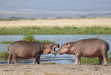 Two Hippopotamus closeup shot while fighting near water hole at Amboseli National Park,kenya