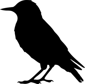 Starling brid Black Vector Silhouette on White Background 