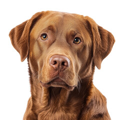 Chocolate Labrador Retriever Portrait