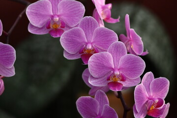 豪華な花
