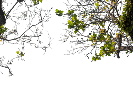 Tropical tree leaves and branch foreground