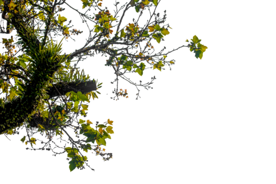 Tropical tree leaves and branch foreground