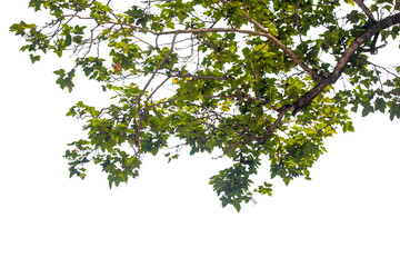 branch of a tree with green leaves © Buffstock