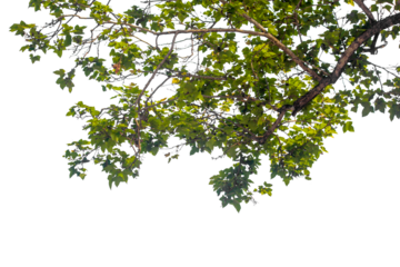 branch of a tree with green leaves