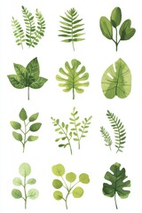 Watercolor green leaves collection, botanical design, white background, crafting