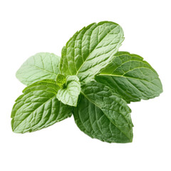Fresh Mint Sprig Isolated on White Background