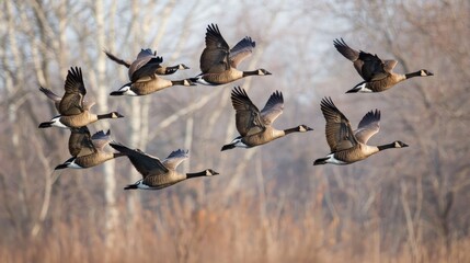 Flock of geese flying in a V-formation.