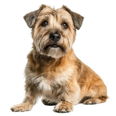 Cute Cairn Terrier Mix Dog Sitting on White Background