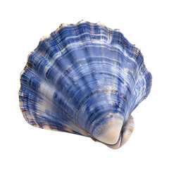 Fototapeta premium Blue Scallop Shell on White Background