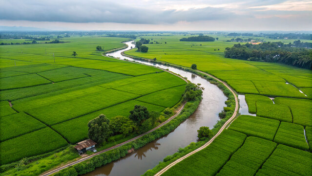 Bird’s Eye View of a River Through Verdant Rice Paddy Fields