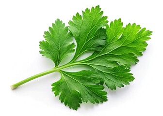 Fresh Coriander Leaves Isolated, Top View, White Background - Culinary Herb