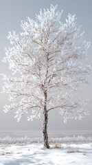 Fototapeta premium Frosty Birch Tree In Winter Landscape