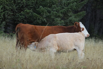 Cow calf