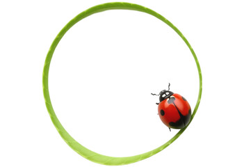 Ladybug resting on a green leaf circle frame. A vibrant red ladybug is delicately positioned on a curved bright green leaf forming a circular frame against a PNG/Transparent/white background
