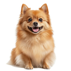 Happy Pomeranian Dog Sitting on White Background