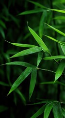 Fototapeta premium Lush green bamboo leaves, close-up, garden backdrop, nature serenity