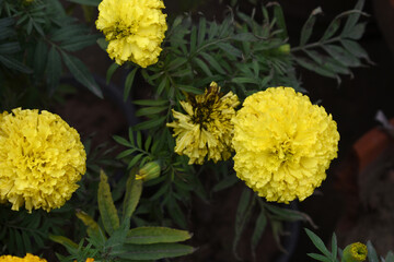Yellow marigold flower blossom in garden, Yellow Mari Gold flowers for decorate garden, Close up of...