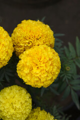 Yellow marigold flower blossom in garden, Yellow Mari Gold flowers for decorate garden, Close up of beautiful Yellow marigold flower. Nature, Marigold flowers bloom in the morning, Marigold