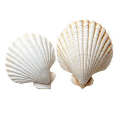 Obraz premium PNG shells isolated on transparent background, high resolution photography