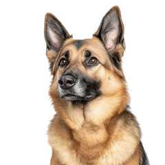 German Shepherd Dog Portrait