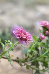 Beautiful Pink red chrysanthemum flowers closeup in the winter garden, Close-up of Chrysanthemum flower, Field of the Pink red Chrysanthemum, Beautiful Pink red flower blooming in nature.