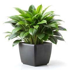 plant in a pot