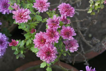 Beautiful Pink red chrysanthemum flowers closeup in the winter garden, Close-up of Chrysanthemum flower, Field of the Pink red Chrysanthemum, Beautiful Pink red flower blooming in nature.