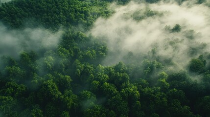 Misty Green Forest: An Aerial View of Nature's Serenity