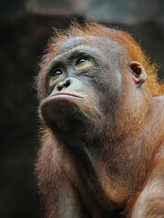 potrait close-up cute baby orangutan. Orangutans are highly intelligent primates native to the rainforests of Borneo and Sumatra © Adi