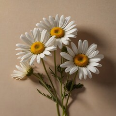 Obraz premium daisies in a vase