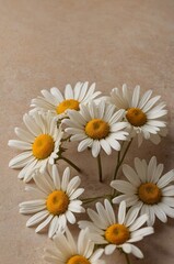 Obraz premium daisies in a vase