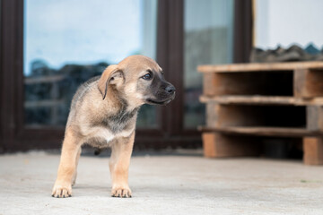 Portrait of a cute, beautiful, good-natured purebred dog.
