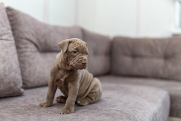 Portrait of a cute, beautiful, good-natured purebred dog.