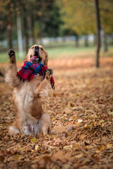 Portrait of a cute, beautiful, good-natured purebred dog.