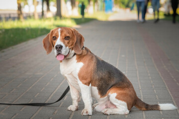 Portrait of a cute, beautiful, good-natured purebred dog.
