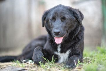 Portrait of a cute, beautiful, good-natured purebred dog.