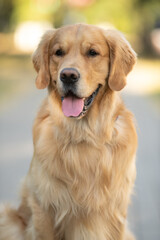 Portrait of a cute, beautiful, good-natured purebred dog.