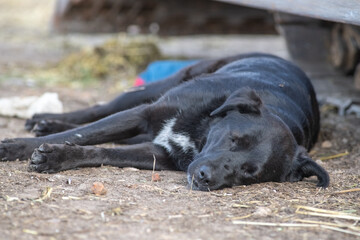Portrait of a cute, beautiful, good-natured purebred dog.