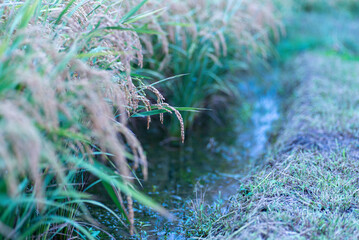 朝露に濡れる草