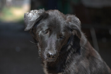 Portrait of a cute, beautiful, good-natured purebred dog.