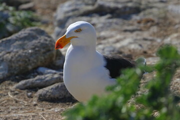 pacific gull