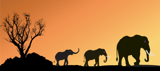Fototapeta premium African landscape scene at sunset or sunrise.