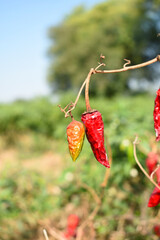 dried red chili vegetable on plant closeup, chili plants in organic farming, Chilies closeup in field, red chili plant in a farmer's field, dried red chili on a plant in Chakwal, Punjab, Pakistan