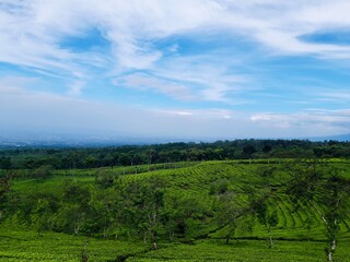 Kuneer Hill is located on the slopes of Mount Arjuno, this place features a scenic Wonosari tea garden area.