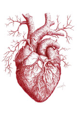 Isolated Ink Sketch of Human Heart with Tree Roots